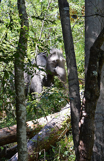 Elephant