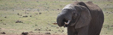 Elephant