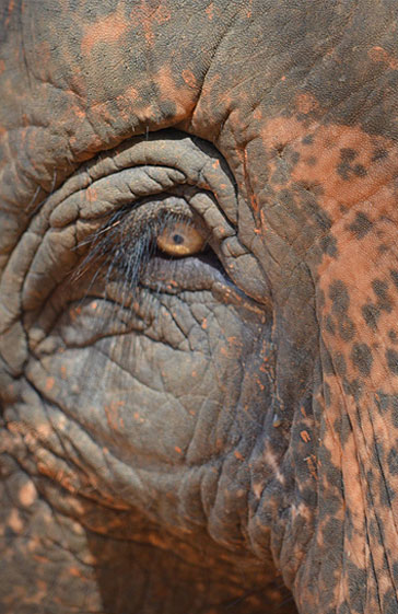 Elephant Eye