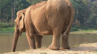 Elephant